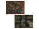 Террейн GW - AGE OF SIGMAR. WARCRY: RAVAGED LANDS - SCALES OF TALAXIS 99120299105 фото 5