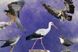 Настольная игра Игромаг - Крылья: Птицы Европы / Wingspan: European (дополнение) (Укр) 000005191 фото 7
